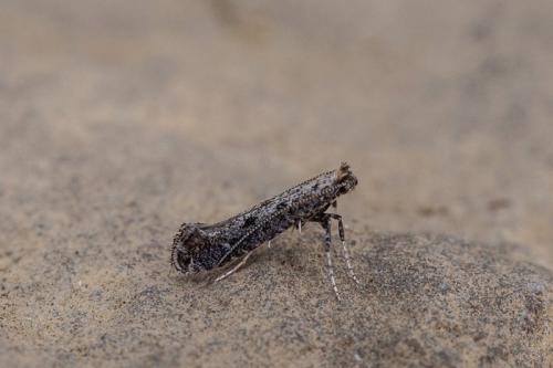 Parornix sp.